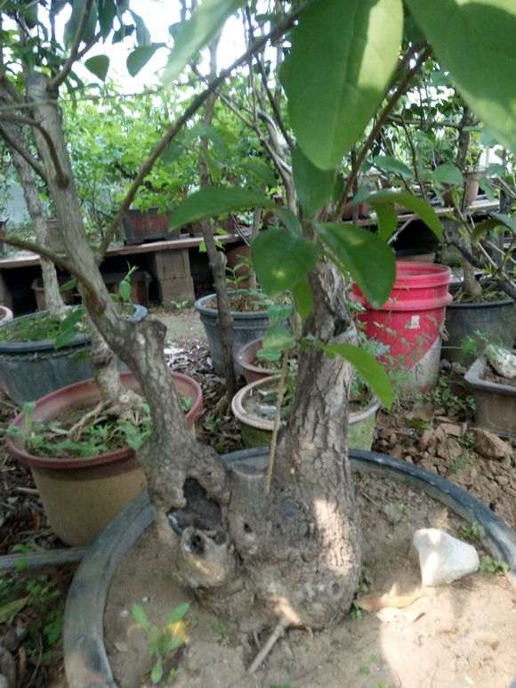 养了3年的下山桩 准备嫁接 该如何下手?