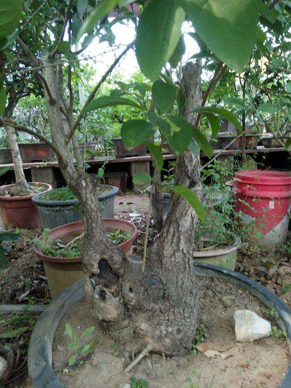 养了3年的下山桩 准备嫁接 该如何下手?