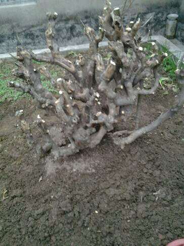 野生三角枫下山桩 怎么制作成盆景？