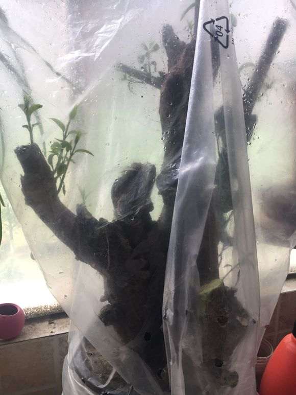 下山桩刚发芽的 能进行嫁接吗?