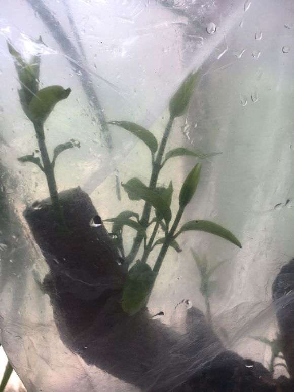 下山桩刚发芽的 能进行嫁接吗?