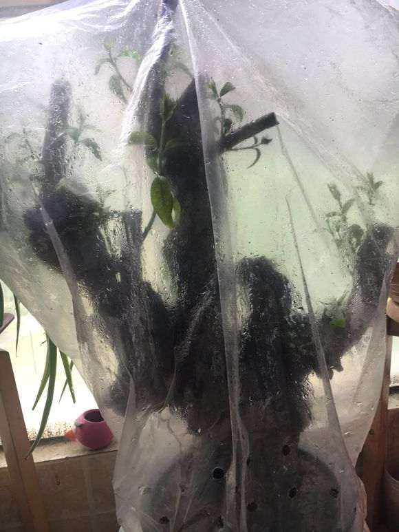 下山桩刚发芽的 能进行嫁接吗?