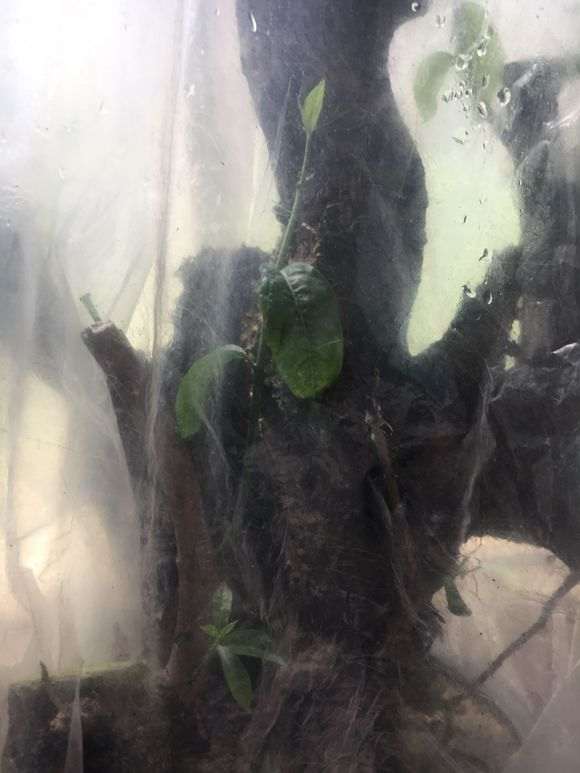下山桩刚发芽的 能进行嫁接吗?