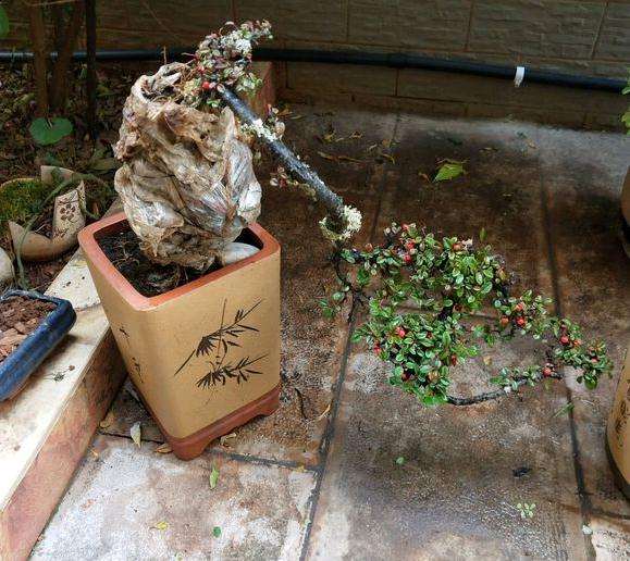 红土和腐殖土种植下山桩 能成活么