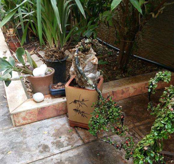 红土和腐殖土种植下山桩 能成活么