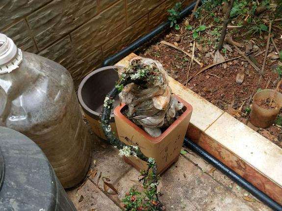 红土和腐殖土种植下山桩 能成活么