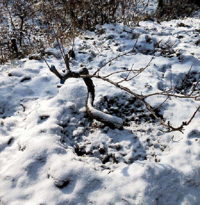 一棵棠梨下山桩 怎么造型最好？