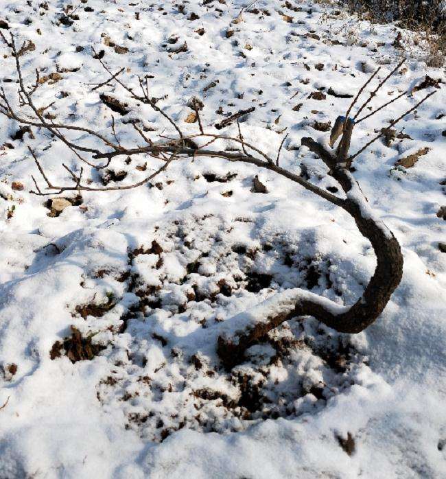 一棵棠梨下山桩 怎么造型最好？