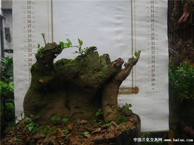 乔木金弹子下山桩一般养护几年