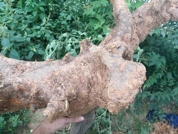 去年底买的对节白蜡下山桩 不发芽 怎么办？