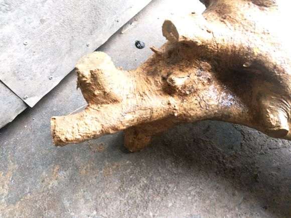 去年底买的对节白蜡下山桩 不发芽 怎么办？