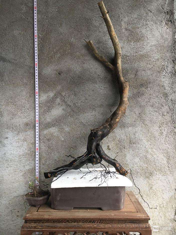 老鸦柿下山桩一般明年几月份发芽啊?