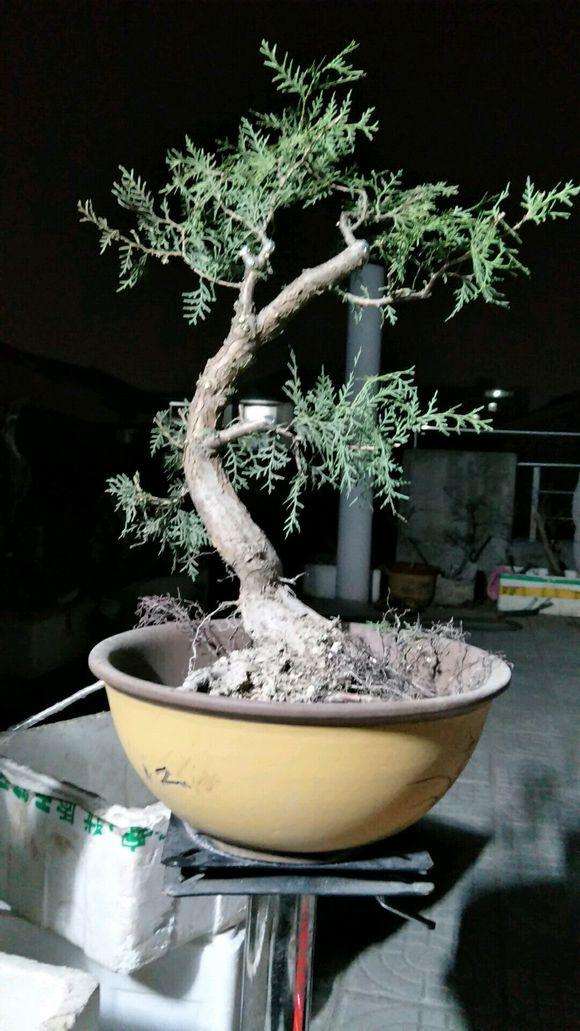 今天下午挖的侧柏下山桩 还行吧？