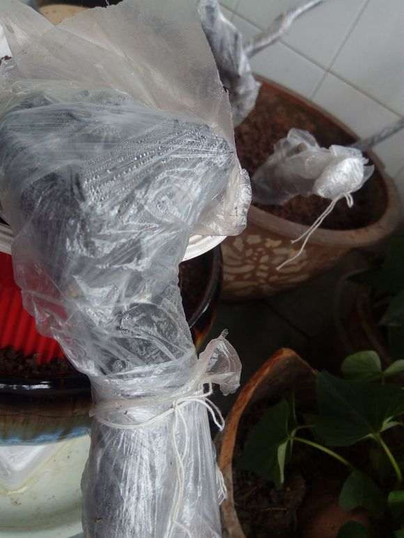 下山桩膜缠太紧 不会长霉吧?