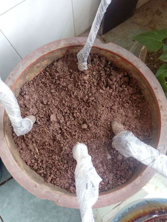 下山桩膜缠太紧 不会长霉吧?