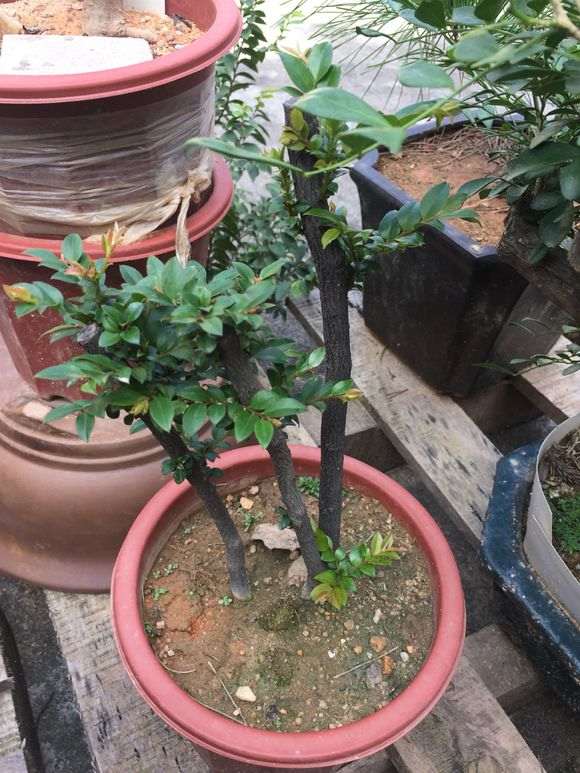 黑骨茶下山桩栽下了 要多久才发芽?