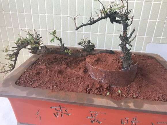 云南清香木下山桩 需要注意什么事项