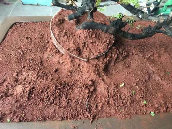 云南清香木下山桩 需要注意什么事项