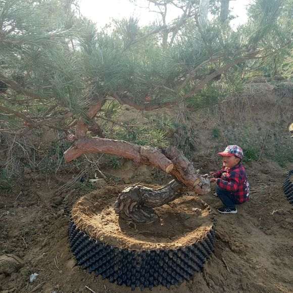 下山桩地载和控根器那个成活率好?