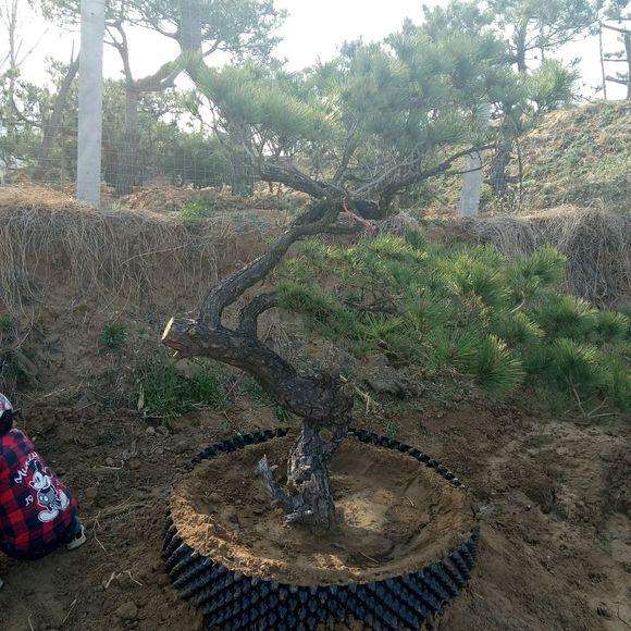 下山桩地载和控根器那个成活率好?