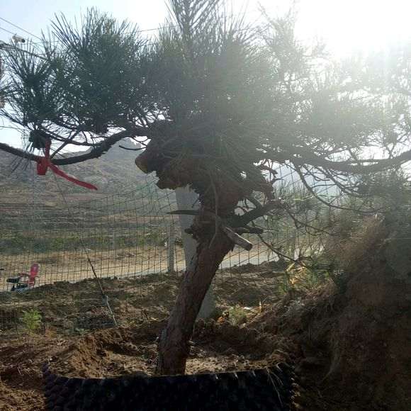 下山桩地载和控根器那个成活率好?