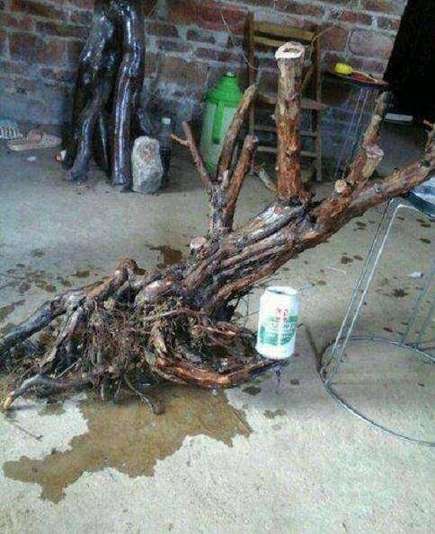 雀梅下山桩十几天不长新根 要重新修根吗？