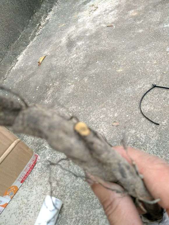 请问下山桩的根中间都发黑了 还能不能种?