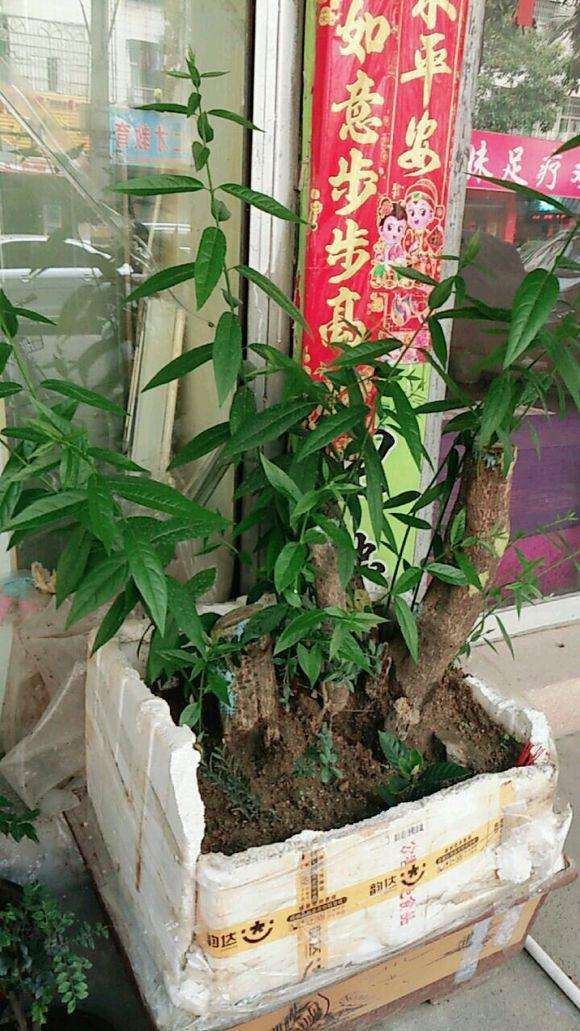 腊梅下山桩四个月了 这枝这么长能剪短吗？