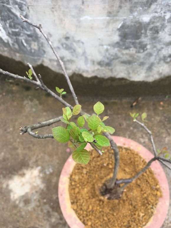 黄栌下山桩 该如何养护？