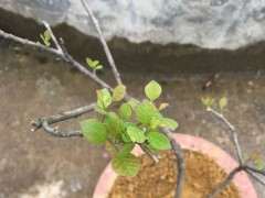 黄栌下山桩该怎么养护 什么方法 图片