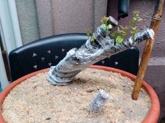 下山桩出芽后 该怎么管理