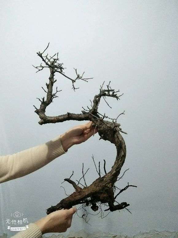 黄栌下山桩该怎么造型？老师弄指点一下