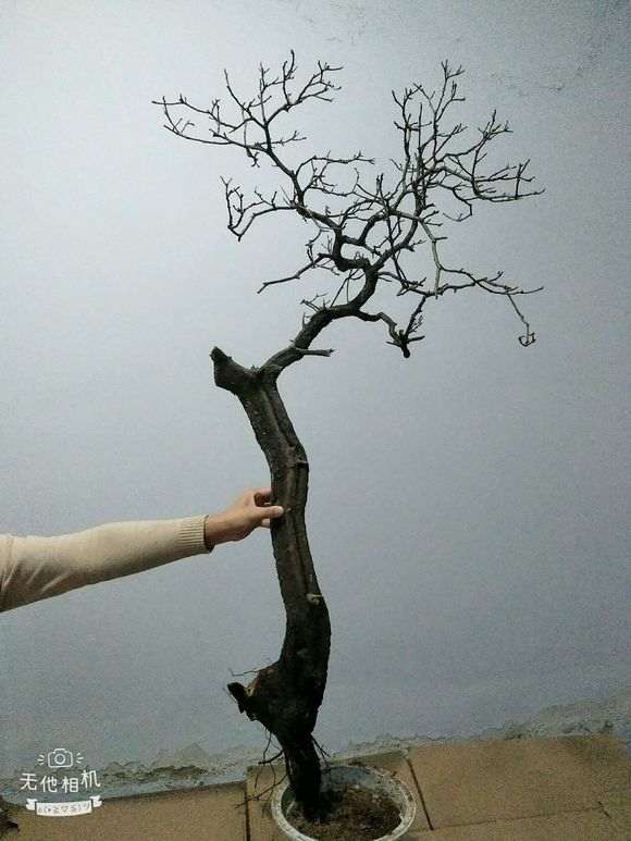 黄栌下山桩该怎么造型？老师弄指点一下