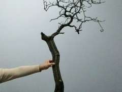 黄栌下山桩该怎么造型 老师指点一下方法