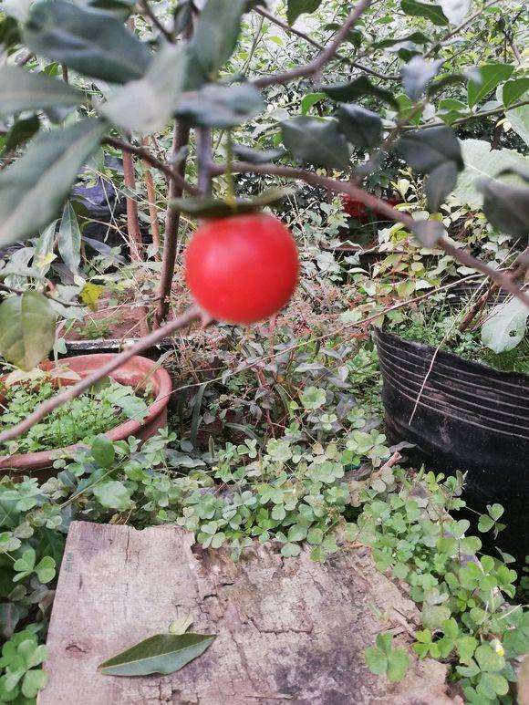 血红果卖下山桩 怎么造型?