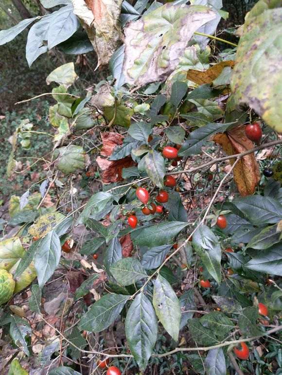 血红果卖下山桩 怎么造型?