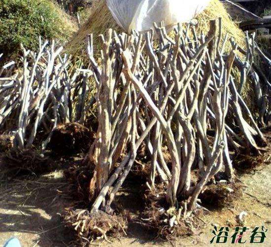 冬季结冰了 映山红下山桩怎么过冬？