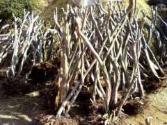 冬季结冰了 映山红下山桩怎么过冬 图片