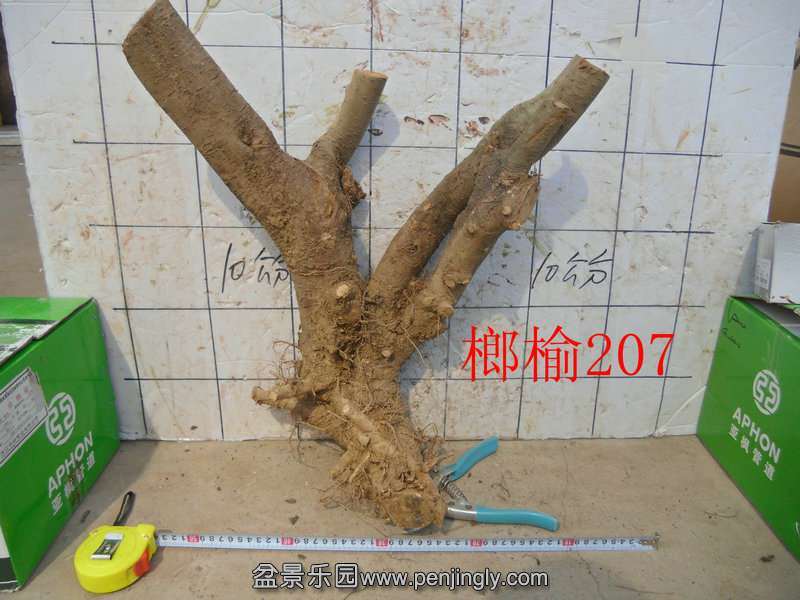榔榆下山桩 到底能不能浇水 让买桩的困扰很久?