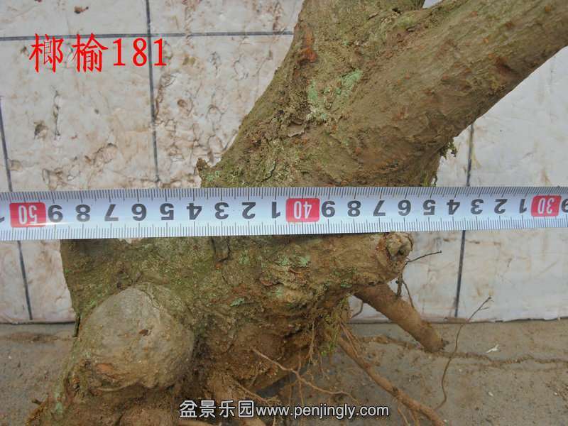 榔榆下山桩 到底能不能浇水 让买桩的困扰很久?
