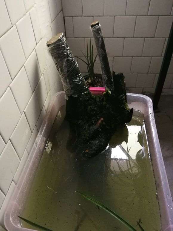 下山桩这么用生根粉泡着需要注意点什么？