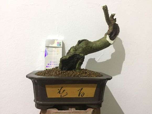 图解 山栀子下山桩制作成盆景的全过程