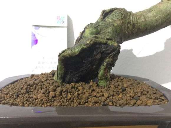 图解 山栀子下山桩制作成盆景的全过程