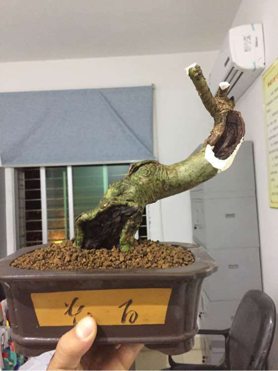 图解 山栀子下山桩制作成盆景的全过程