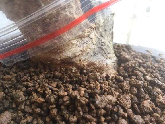 图解 山栀子下山桩制作成盆景的全过程