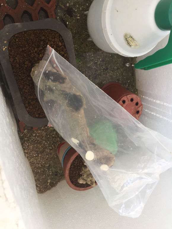 图解 山栀子下山桩制作成盆景的全过程