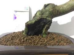 图解 山栀子下山桩制作成盆景的全过程