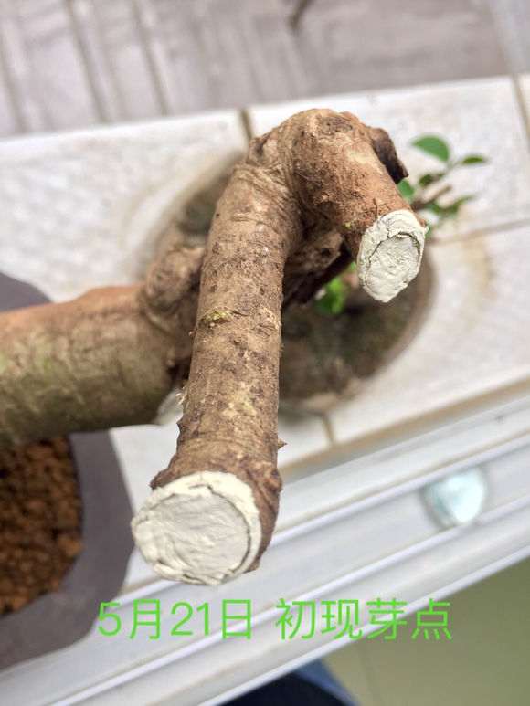 图解 山栀子下山桩制作成盆景的全过程