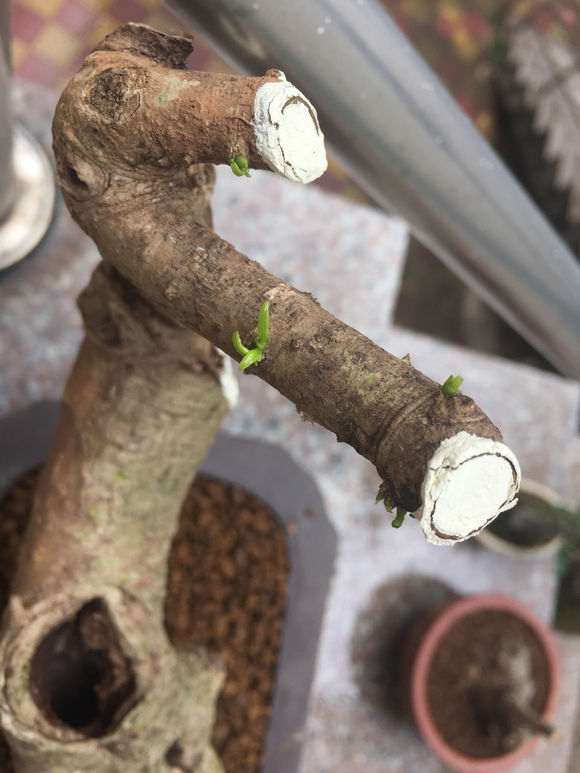 图解 山栀子下山桩制作成盆景的全过程