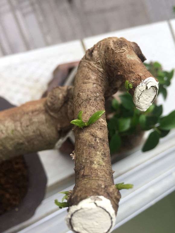 图解 山栀子下山桩制作成盆景的全过程